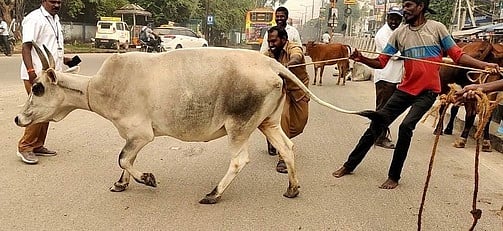 பயணத்தில் குறுக்கிடும் கால்நடைகள்