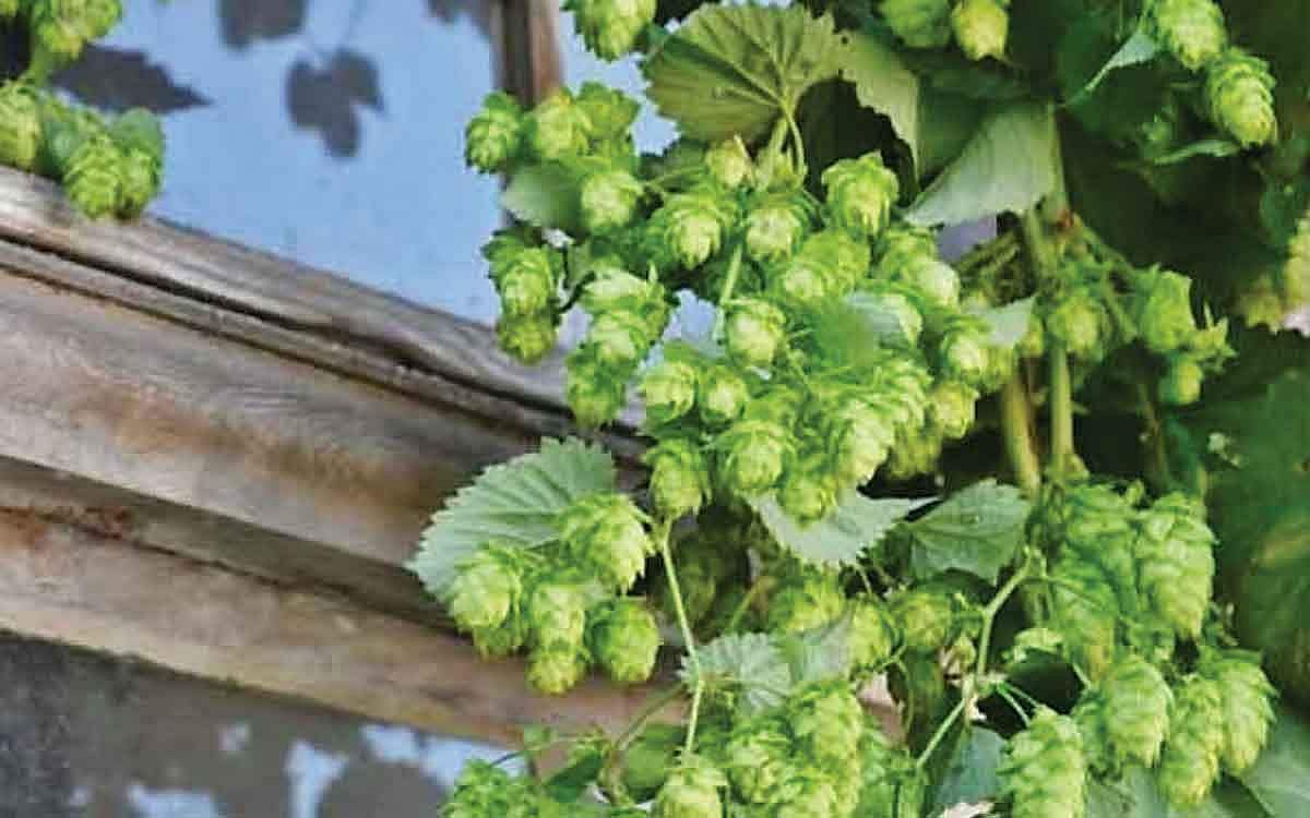 விலை உயர்ந்த காய்கறி...!