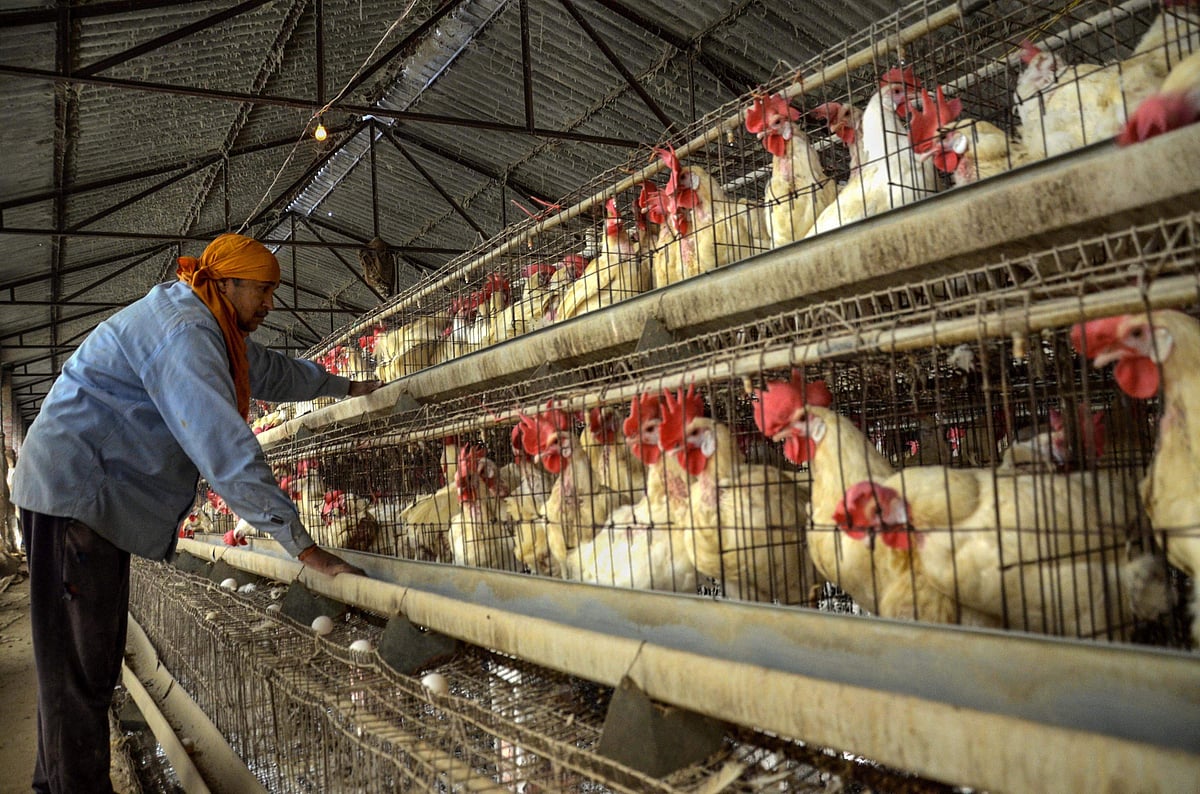 ஜப்பானில் வேகமாக பரவும் பறவைக் காய்ச்சல்: இதுவரை 77 லட்சம் கோழிகள் அழிப்பு!