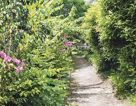 அந்நிய தாவரங்களை அகற்றுவோம்