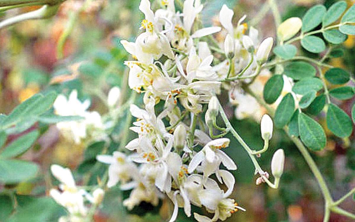 ஆயுள் காக்கும் ஆயுர்வேதம்: தாடை வலிக்கு தீர்வு என்ன?