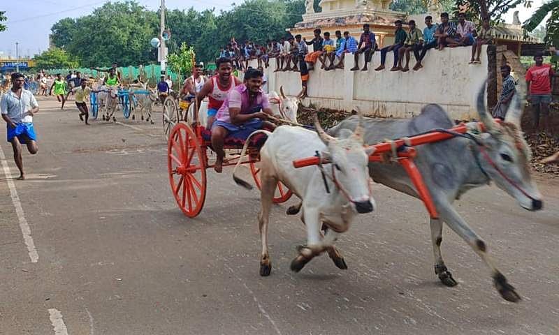 கமுதி அருகே இரட்டை மாட்டுவண்டி பந்தயம்