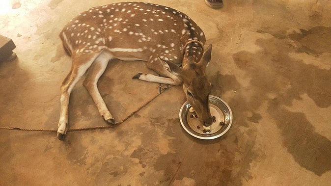 வழி தவறி ஊருக்குள் புகுந்த மான்