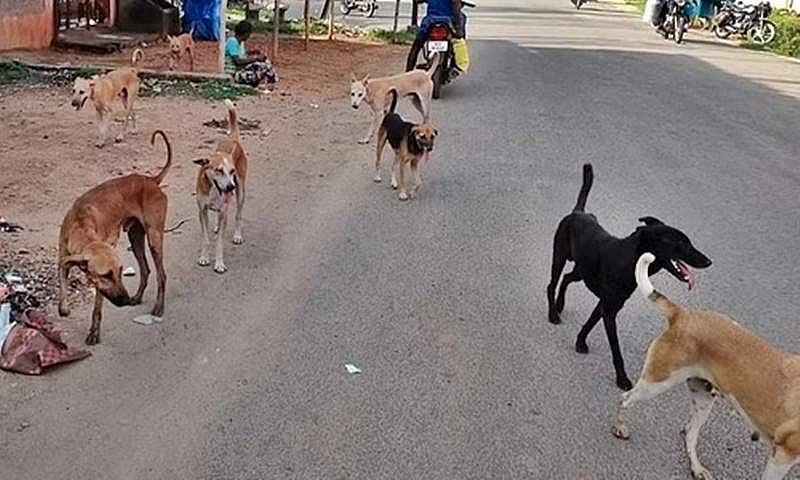 தாளவாடி அருகே தெருநாய் கடித்து 6 போ் காயம்
