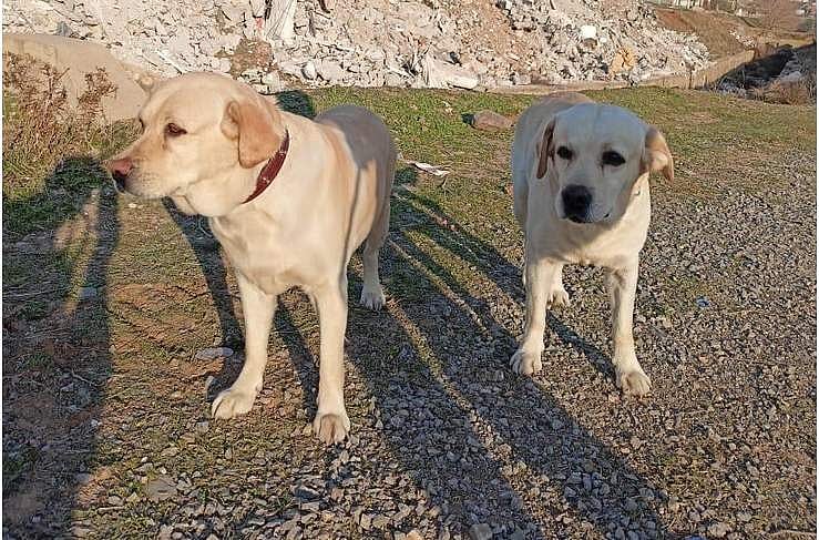 துருக்கியில் 6 வயது சிறுமியை மீட்க உதவிய ரோமியோ - ஜூலி