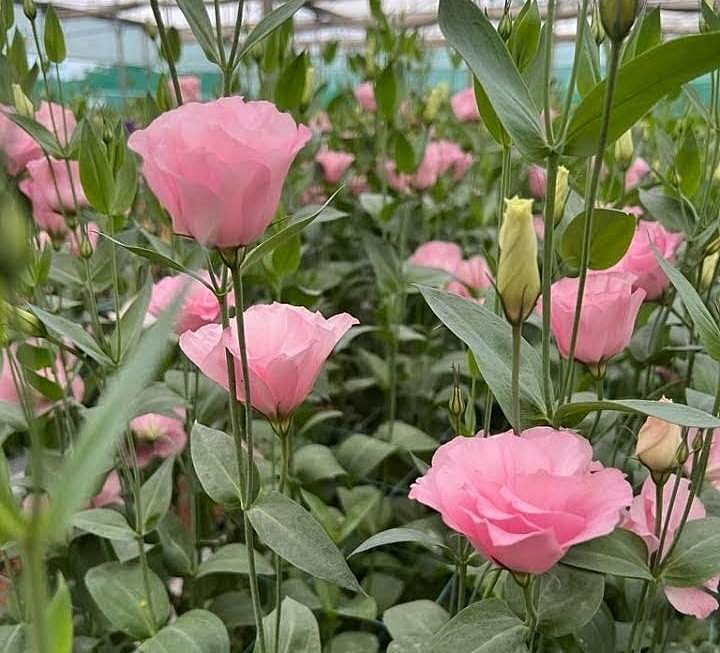 கொய்மலர் விவசாயிகளுக்கு கைக்கொடுக்கும் காதலர் தினம்!