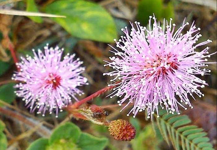 சுகம் தரும் சித்த மருத்துவம்: சிறுநீர் அடங்காமை உபாதைக்கு தீர்வு தருமா ‘தொட்டால்வாடி’..?  