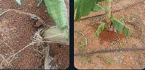 உழவுக்கு  வழிகாட்டும்..!