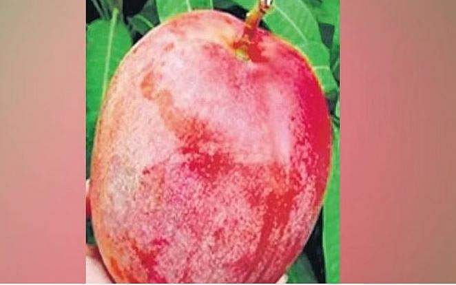 உலகின் மிக விலை உயர்ந்த மாம்பழத்தின் மதிப்பு ஜஸ்ட்..