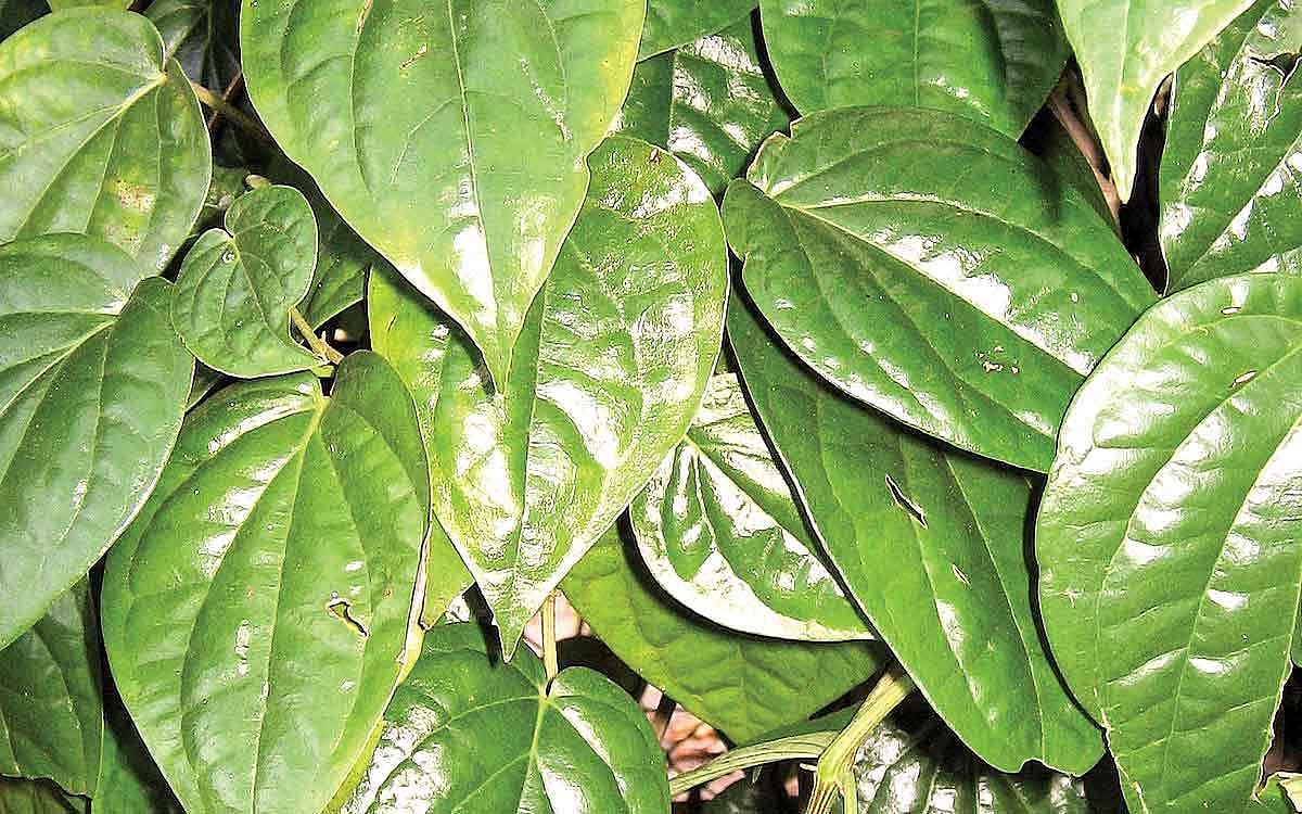 எந்த உணவில் என்னென்ன சத்துகள்..!