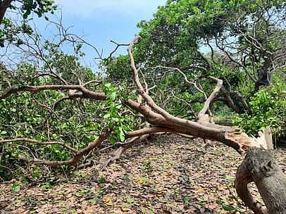 மாநகர விரிவும் மரங்கள் அழிப்பும்