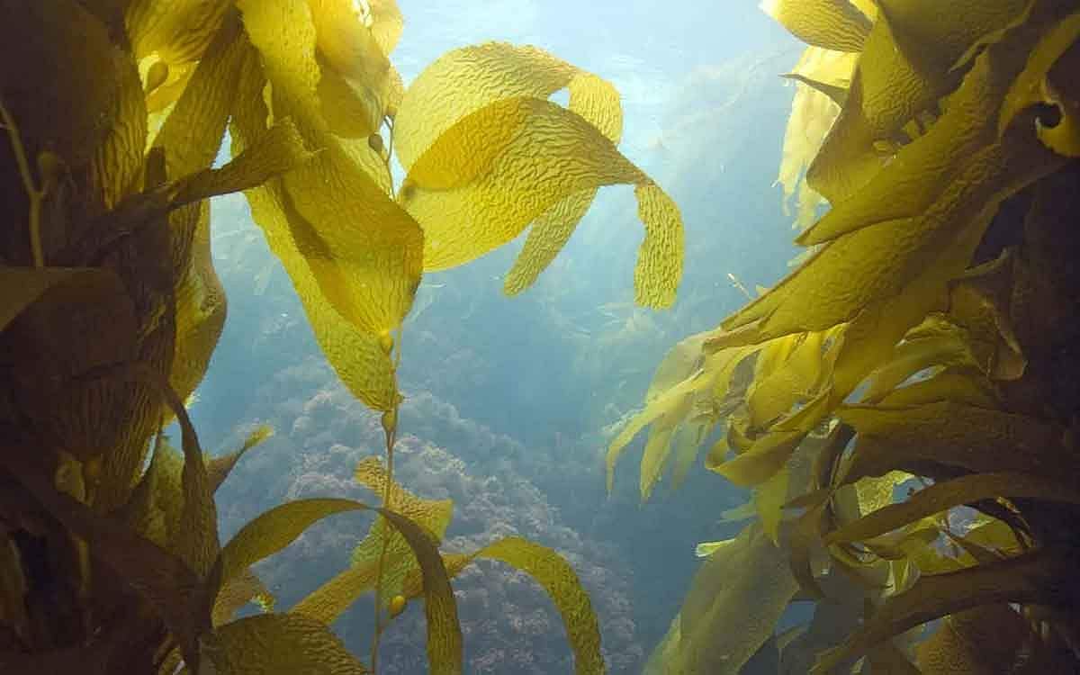 கடற்பாசி விவசாயம் தேவை