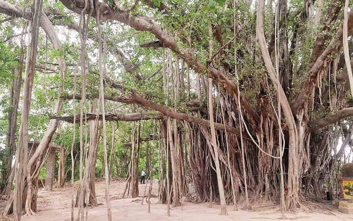 ஆஸ்கர் விருதும், ஆலமரமும்!