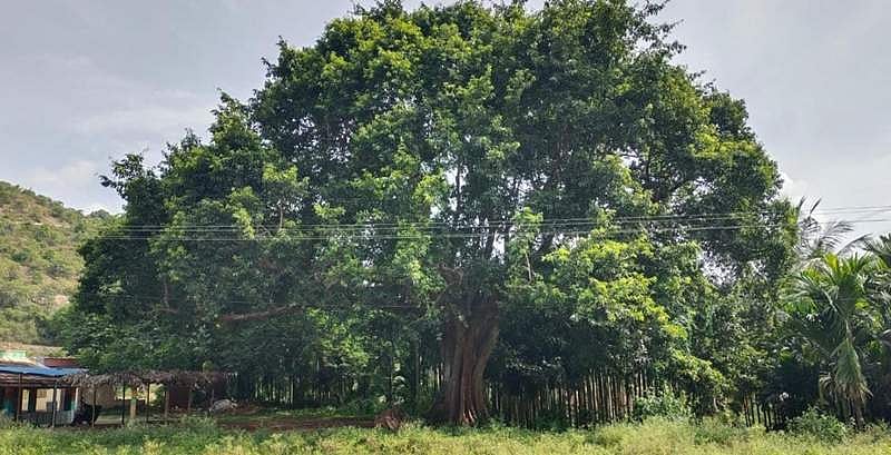 இலையுதிர்ந்த ஒரே வாரத்தில் துளிர்க்கும் 200 ஆண்டு அத்தி மரம்!