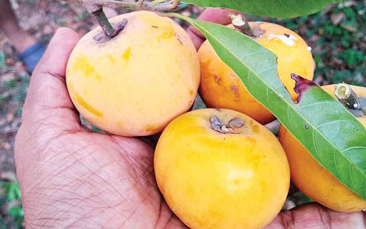 முட்டை பழத்தின் நன்மைகள்