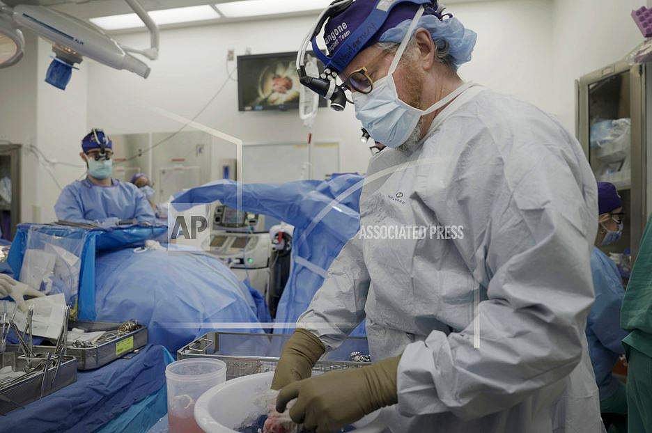 வரலாற்றுச் சிறப்புமிக்க பன்றிச் சிறுநீரக மாற்றுச் சிகிச்சை!