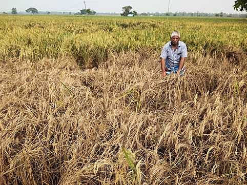 தவிக்கும் டெல்டா விவசாயிகள்...
