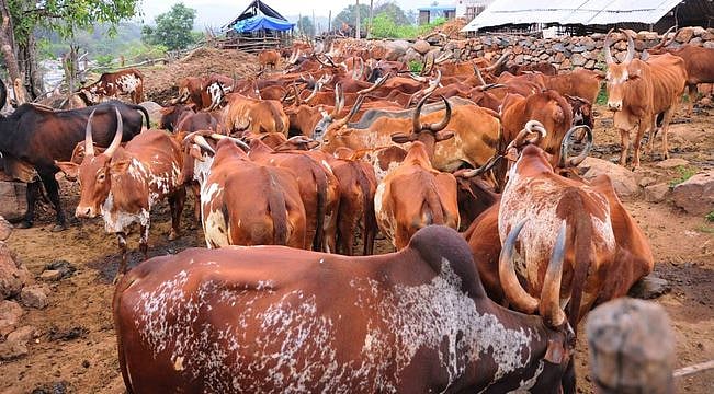 நாட்டு இன மாடுகளைக் காப்போம்!