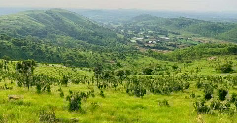 அம்மூா் காப்புக் காட்டில் தண்ணீா் தேடி அலையும் விலங்குகள்