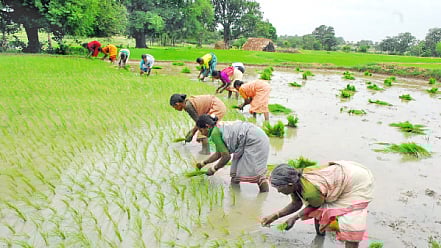 பயிர்க் காப்பீடு: கிராம அளவில் மகசூல் கணக்கீடு தேவை!