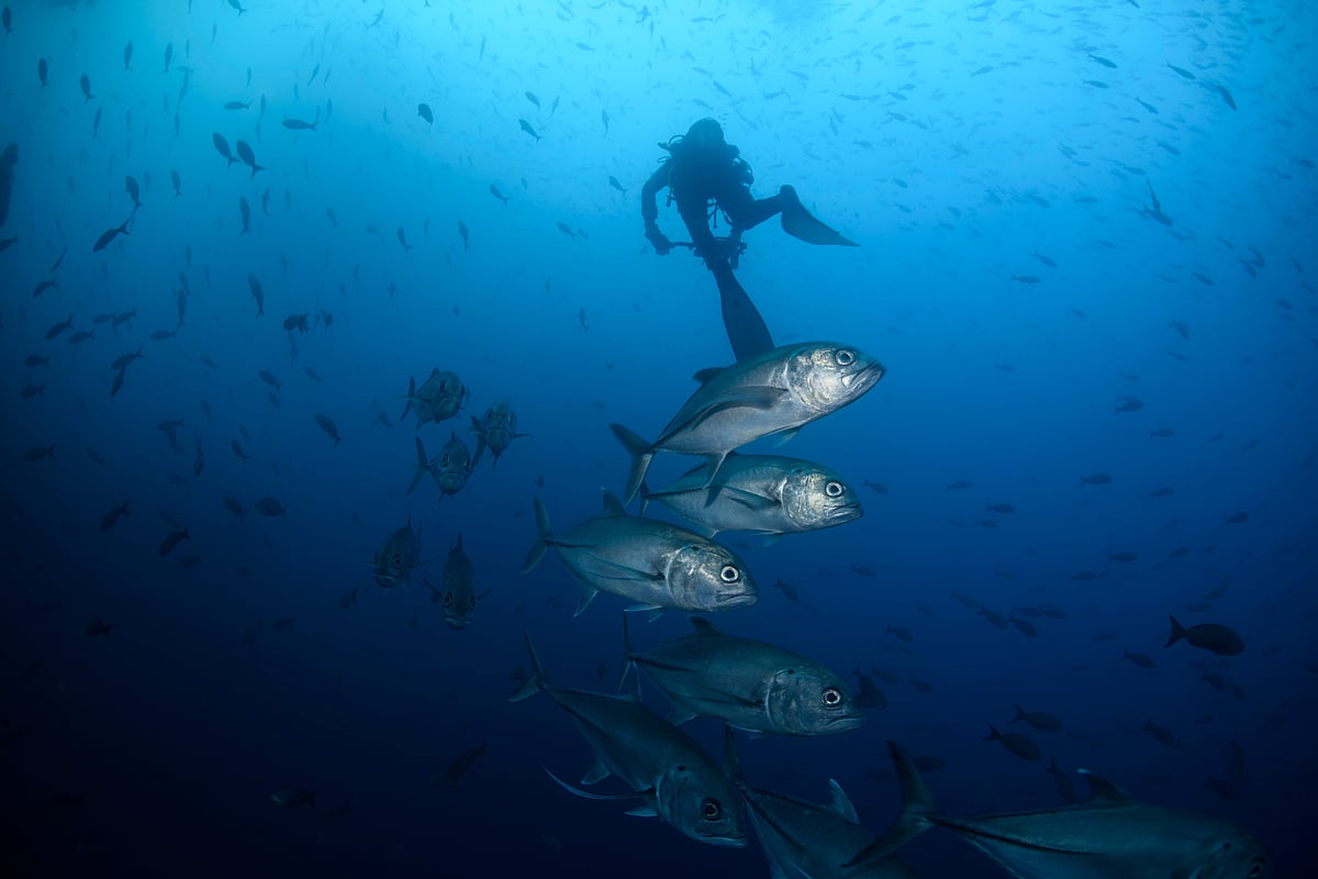 மீன்கள்...