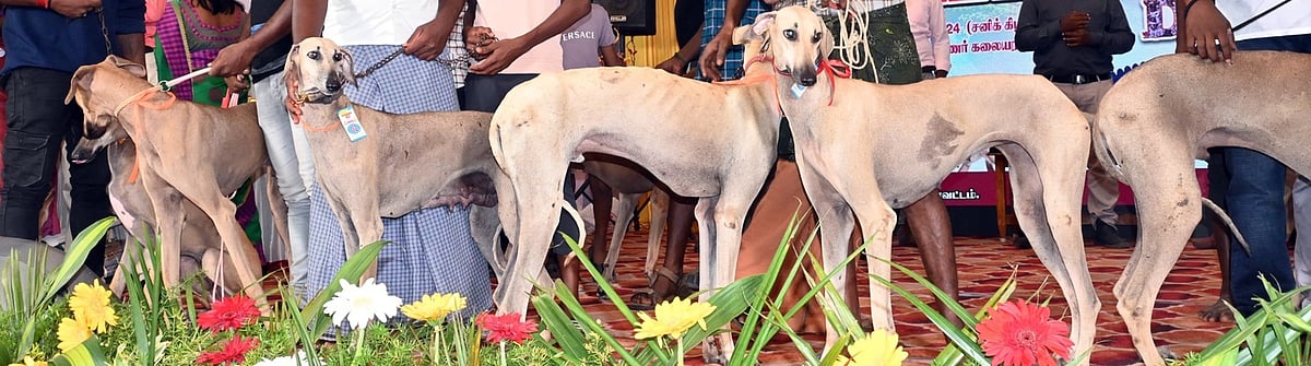 வேட்டை நாய்களுடன் சுற்றித்திரிந்த 2 பேருக்கு அபராதம்