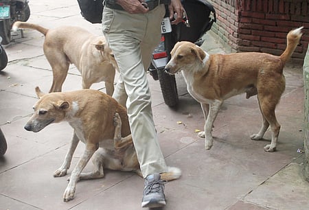 போ்ணாம்பட்டில் 3 சிறுவா்களை கடித்த வெறி நாய்