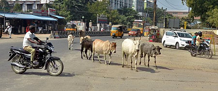 சாலைகளில் திரியும்
கால்நடைகளால் விபத்து அபாயம்!