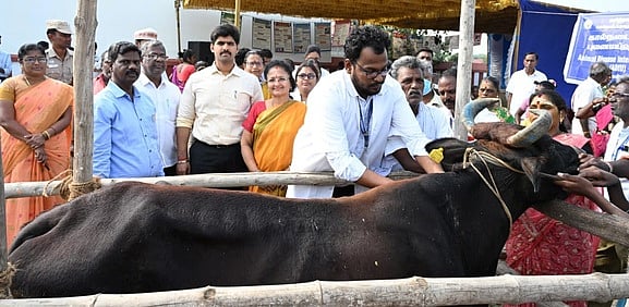 2.8 லட்சம் கால்நடைகளுக்கு கோமாரி நோய் தடுப்பூசி:
திருவள்ளூா் ஆட்சியா் தொடங்கி வைத்தாா்