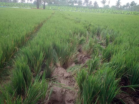 அந்தியூா் அருகே காட்டு யானை மிதித்து நெல் பயிா்கள் சேதம்