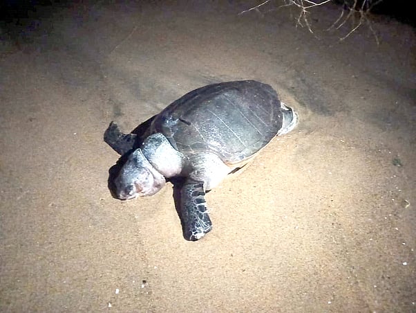 புதுச்சேரி கடற்கரையில் இறந்து கரை ஒதுங்கும் அரிய வகை ஆமைகள்!
