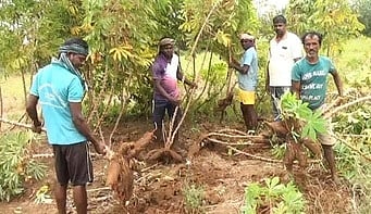 மரவள்ளிக் கிழங்கை அரசே
கொள்முதல் செய்ய வேண்டும்:
விவசாயிகள் கோரிக்கை
