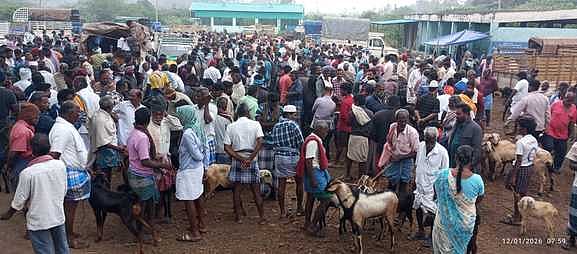 சிங்காரப்பேட்டை சந்தையில்
ரூ. 50 லட்சத்துக்கு ஆடுகள் விற்பனை