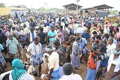 பொங்கல் பண்டிகை: மேலப்பாளையம் சந்தையில் ரூ.5 கோடிக்கு ஆடுகள் விற்பனை