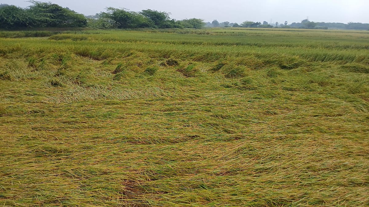 வேதாரண்யம் பகுதியில் தொடர் மழை! வேளாண் பயிர்கள் பாதிக்கும் அபாயம்!