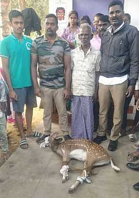 தண்ணீா் தேடி ஊருக்குள் மான் மீட்பு