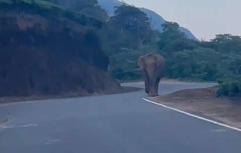 மேகமலைச் சாலையில் உலவும் காட்டு யானை: சுற்றுலாப் பயணிகளுக்குத் தடை