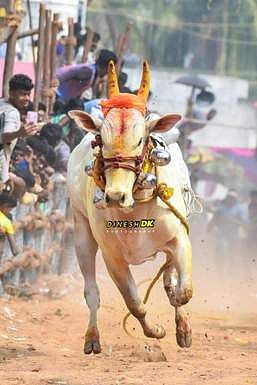 மாங்குப்பம் கிராமத்தில் எருதுவிடும் திருவிழா