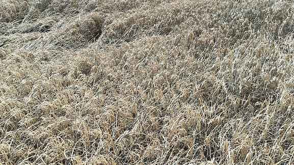 மா்ம நோய்த் தாக்குதலால் 500 ஏக்கா் நெல் பயிா்கள் சேதம்: விவசாயிகள் கவலை