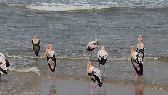 திருச்செந்தூா் கடற்கரைக்கு
இரைதேடி வந்த சங்குவளை நாரைகள்