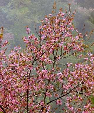 கொடைக்கானலில் பூத்தும் குலுங்கும் ஜொ்ரி மலா்கள்