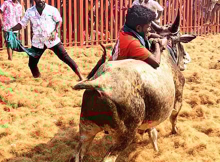 வேப்பந்தட்டை அருகே ஜல்லிக்கட்டு! காவலா்கள் உள்பட 79 போ் காயம்!