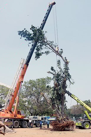 ஜிஆா்டி கல்லூரி வளாகத்தில் 3 மரங்கள் மறுநடவு
