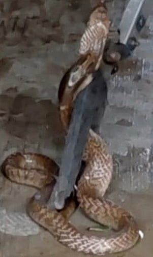 பள்ளியின் சமையலறையில் புகுந்த பாம்பு மீட்பு