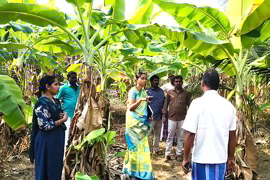 வாழை பயிரில் கூன் வண்டுத் தாக்குதலை கட்டுப்படுத்தும் வழிமுறைகள்: விவசாயிகளுக்கு செயல்விளக்கம்!