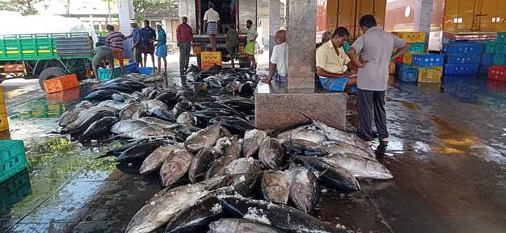 குளச்சலில் குறைந்த அளவில் பிடிபடும் கேரை மீன்கள்