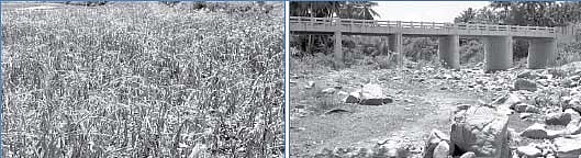 வறட்சியின் பிடியில் சேலம் மாவட்டம்