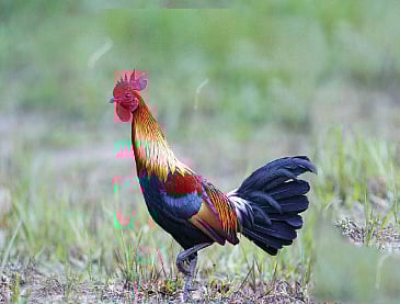 காதல் கோழி!