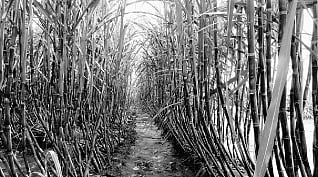 அணையில் தண்ணீர் இருந்தும் பயிர்கள் கருகும் அவலம்