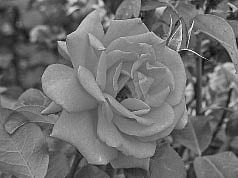 லாபம் கொழிக்கும் ரோஜா